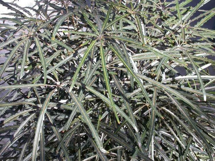 Plerandra elegantissima Humid forest plants Plants of New Caledonia