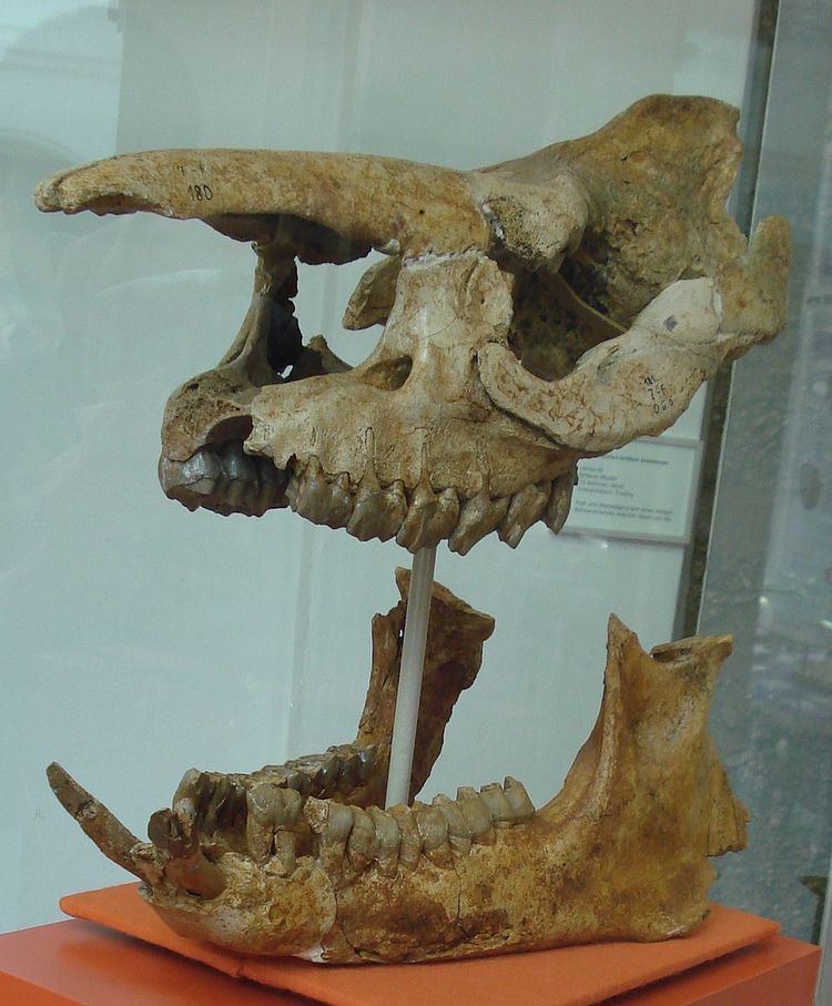 Plesiaceratherium