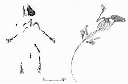 Plesiadapiformes ANTH 205 Biological Anthropology