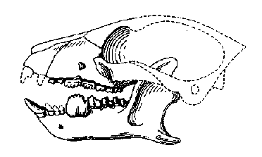 Plesiadapiformes Paleocene mammals of the world