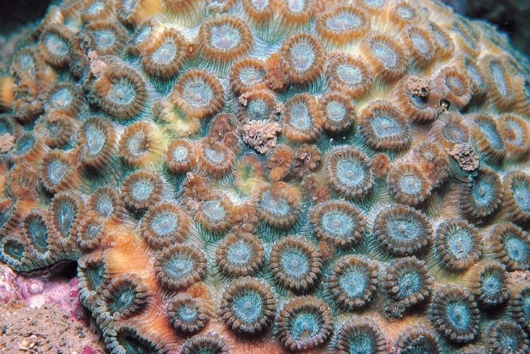 Plesiastrea Plesiastrea versipora Corals of the World Photos maps and