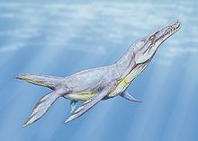 Plesiopleurodon httpsuploadwikimediaorgwikipediacommonsthu