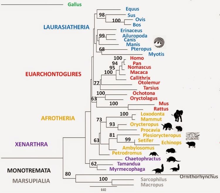 Plesiorycteropus The Evolving Placenta Plesiorycteropus was a giant tenrec