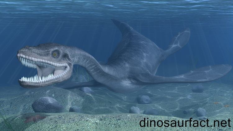 Plesiosaurus Plesiosaurus dinosaur
