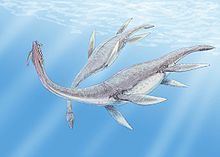 Plesiosaurus httpsuploadwikimediaorgwikipediacommonsthu
