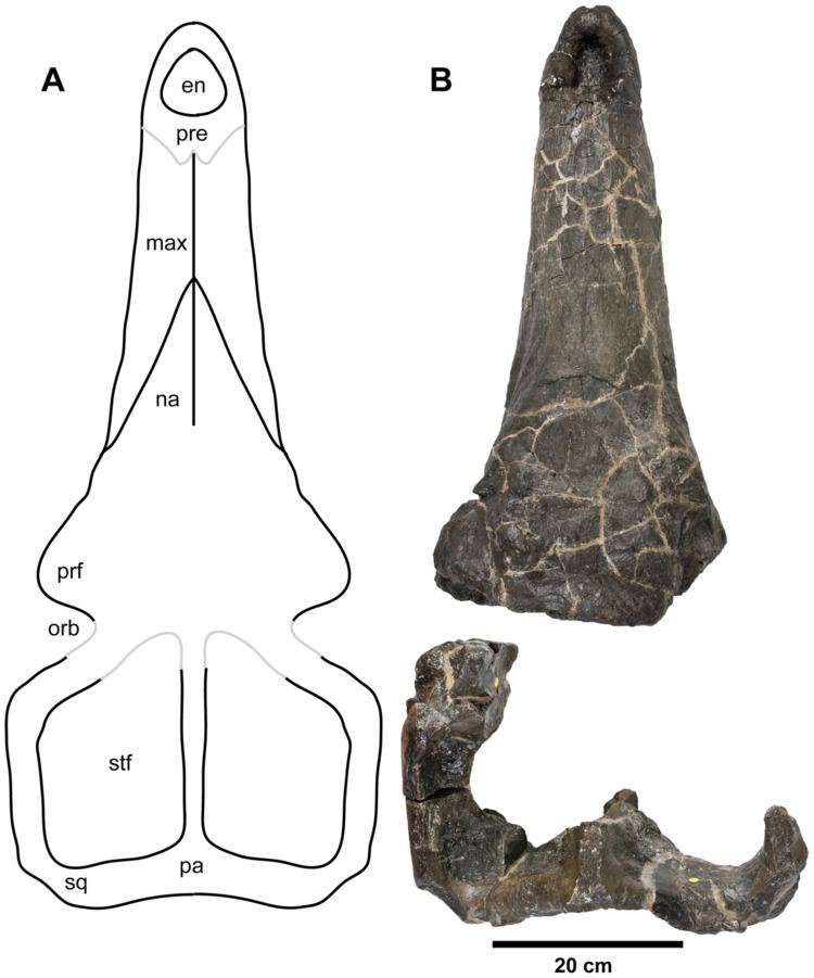 Plesiosuchus Plesiosuchus Wikipedia