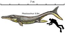 Plesiosuchus httpsuploadwikimediaorgwikipediacommonsthu