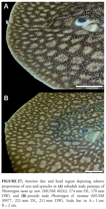 Plesiotrygon An unusual dwarf new species of Neotropical freshwater stingray