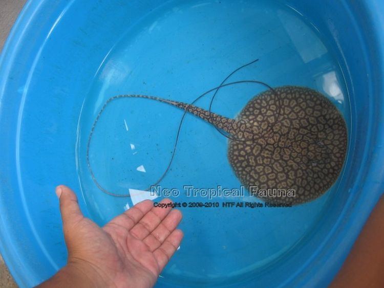 Plesiotrygon Small eyed Stingrays Neotropicalfauna