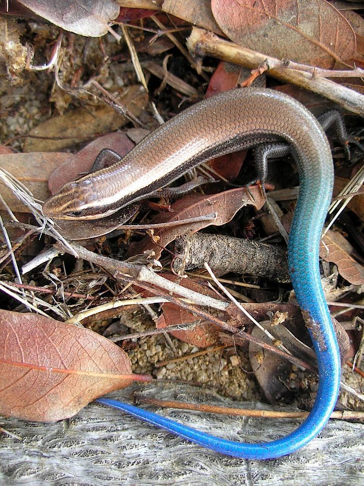 Plestiodon MABA Plestiodon callicephalus