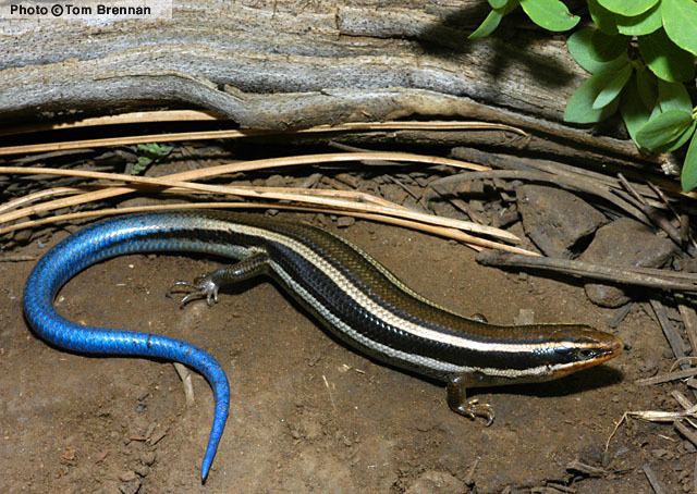 Plestiodon Western Skink Plestiodon skiltonianus Reptiles of Arizona