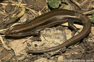 Plestiodon Plestiodon fasciatus FiveLined Skink Discover Life