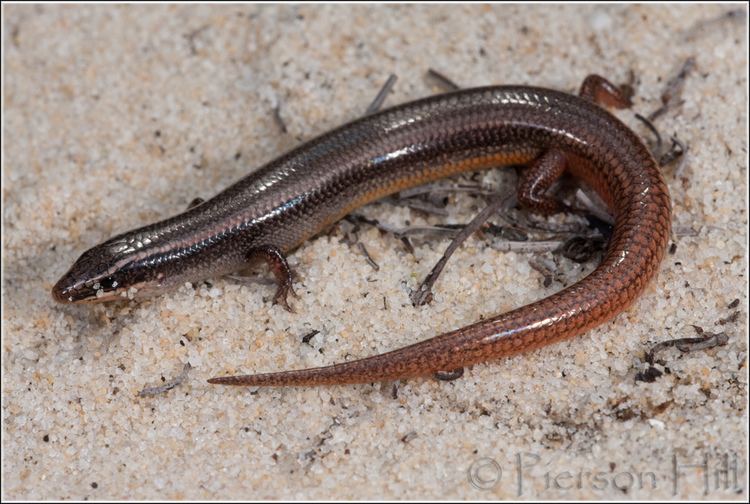 Plestiodon egregius Peninsula Mole Skink Plestiodon Eumeces egregius onocre Flickr