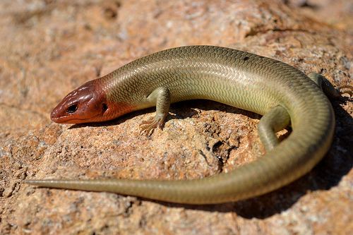 Plestiodon gilberti Plestiodon gilberti Gilbert39s Skink Reptiles and Amphibians I39d