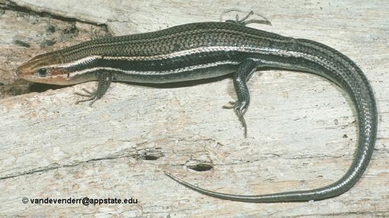 Plestiodon inexpectatus Plestiodon inexpectatus The Reptile Database