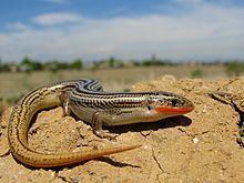 Plestiodon multivirgatus httpsuploadwikimediaorgwikipediacommonsthu