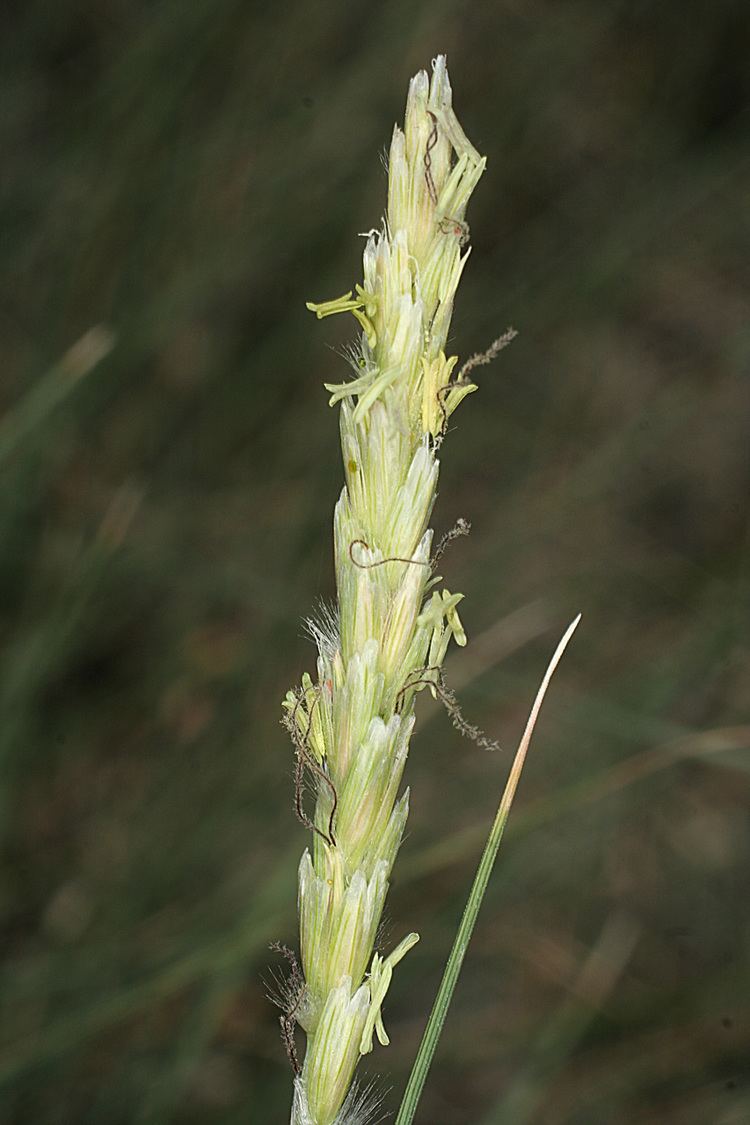 Pleuraphis mutica Vascular Plants of the Gila Wilderness Pleuraphis mutica
