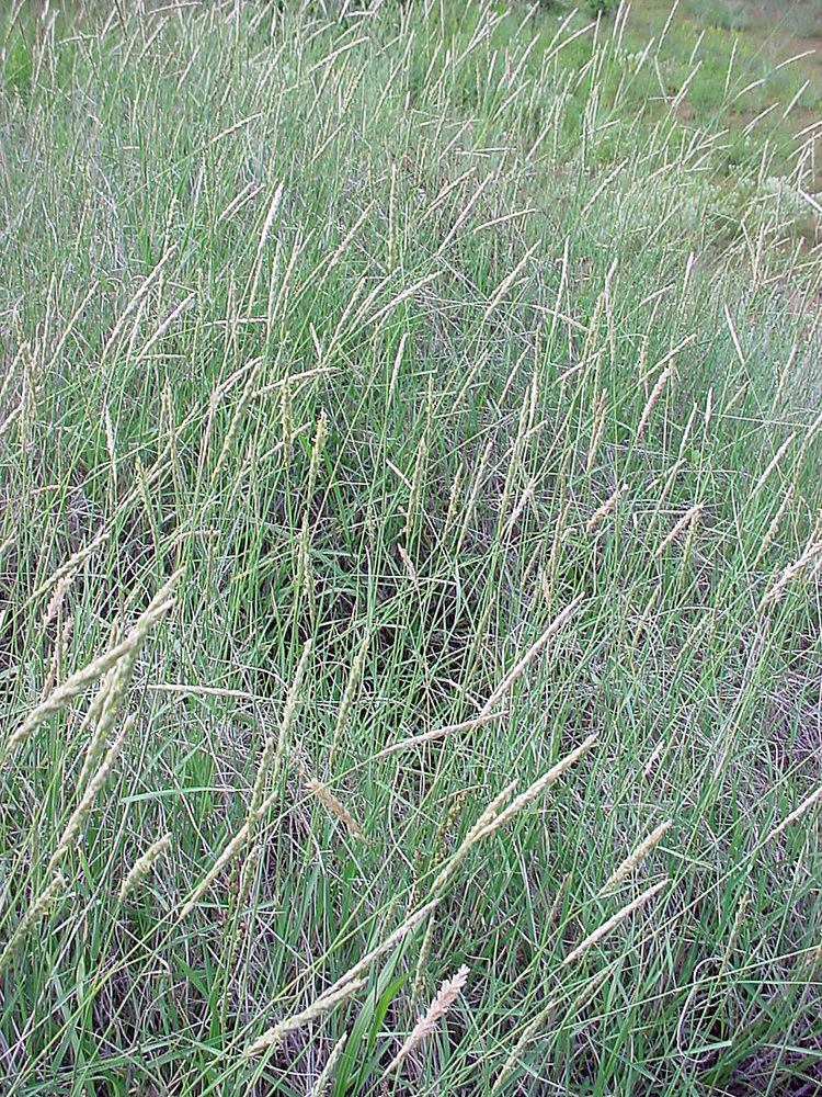 Pleuraphis mutica Vascular Plants of the Gila Wilderness Pleuraphis mutica