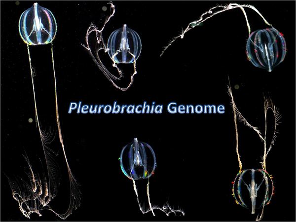 Pleurobrachia Pleurobrachia Genome Project Moroz Lab