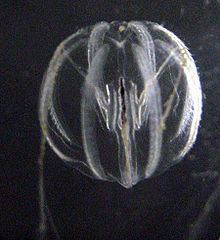 Pleurobrachia bachei httpsuploadwikimediaorgwikipediacommonsthu
