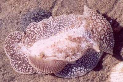 Pleurobranchaea The Sea Slug Forum Pleurobranchaea maculata