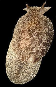 Pleurobranchaea maculata httpsuploadwikimediaorgwikipediacommonsthu