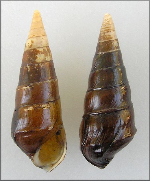 Pleurocera canaliculata Say 1821 Silty Hornsnail