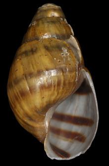 Pleurocera ampla httpsuploadwikimediaorgwikipediacommonsthu