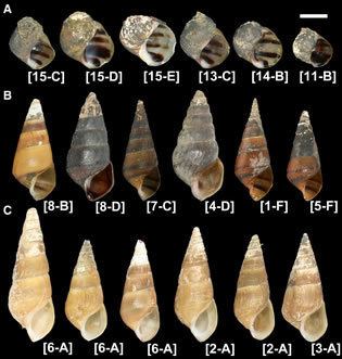 Pleurocera Freshwater Gastropods of North America The Shapeshifting
