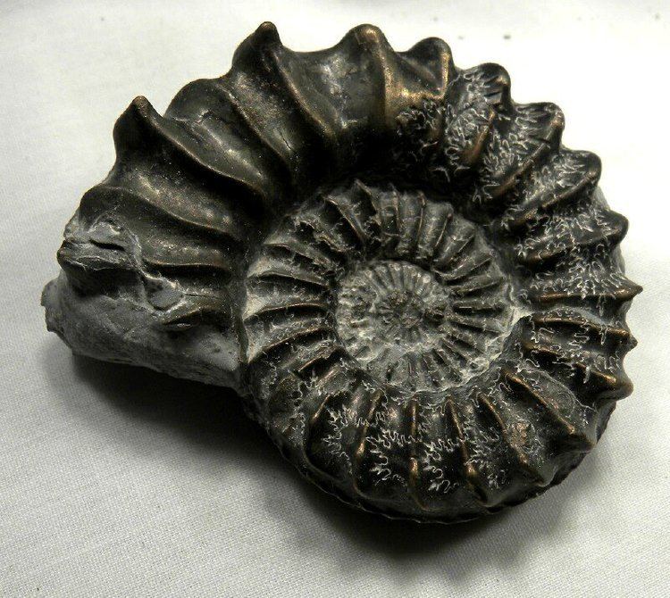 Pleuroceras (ammonite) wwwfossilmallcomEDCOPEEnterprisesammonitesAm