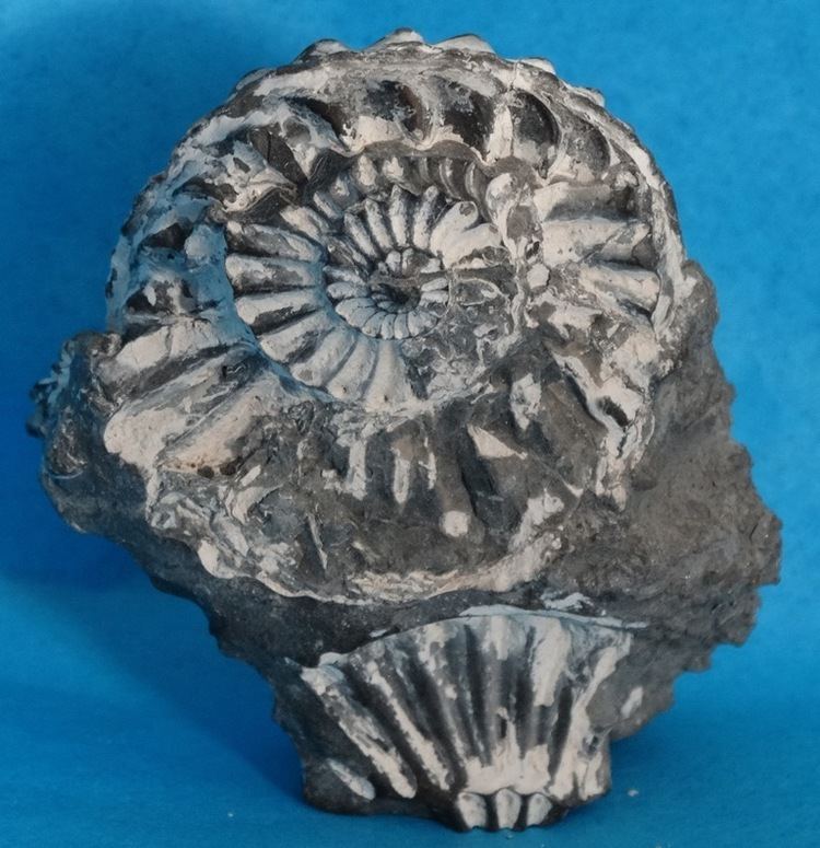 Pleuroceras spinatum ammonite Pleuroceras Spinatum