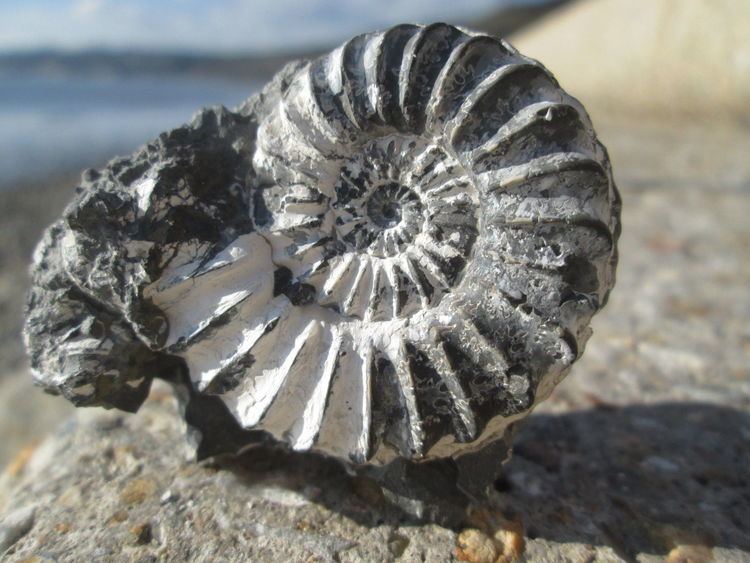 Pleuroceras spinatum ammonite Pleuroceras Spinatum