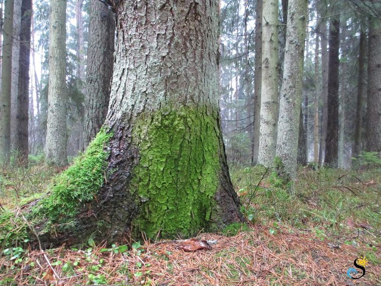 Pleurococcus Green algae Pleurococcus vulgaris on tree trunk zaa Flickr