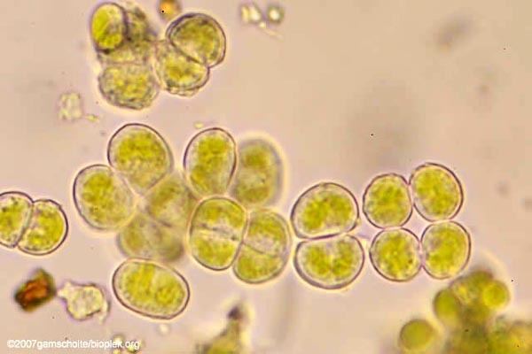 Pleurococcus Phycokey Pleurococcus images