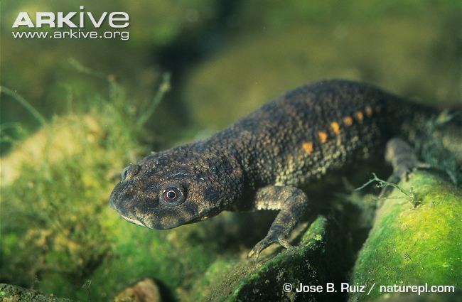 Pleurodeles Sharpribbed salamander videos photos and facts Pleurodeles waltl