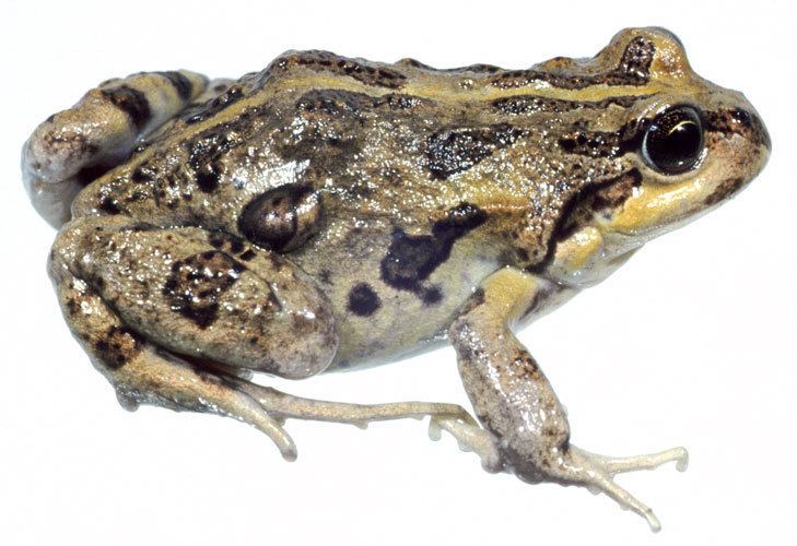 Pleurodema thaul CalPhotos Pleurodema thaul Chilean Foureyed Frog