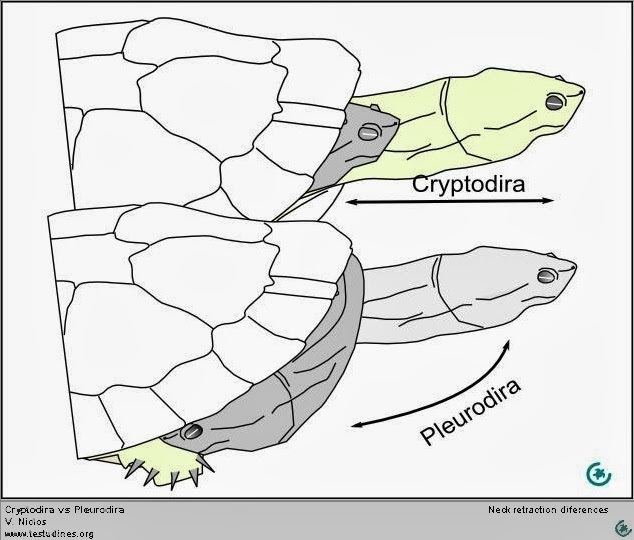 Pleurodira 3bpblogspotcom0NmktkRz1goUuqtjUwNHNIAAAAAAA