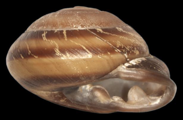 Pleurodonte josephinae