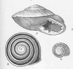 Pleurodontidae httpsuploadwikimediaorgwikipediacommonsthu