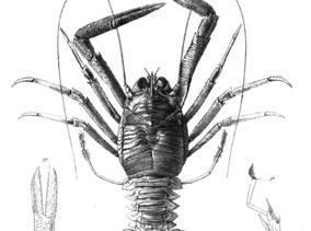 Pleuroncodes monodon Taxonomy Squat Lobsters
