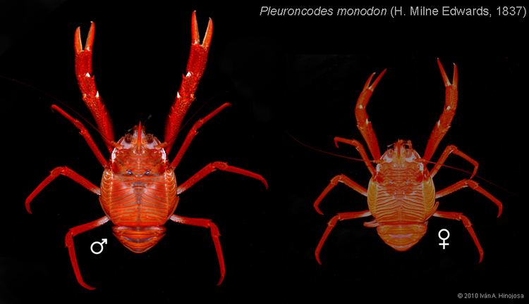 Pleuroncodes monodon squatlobstersmyspeciesinfositessquatlobstersm