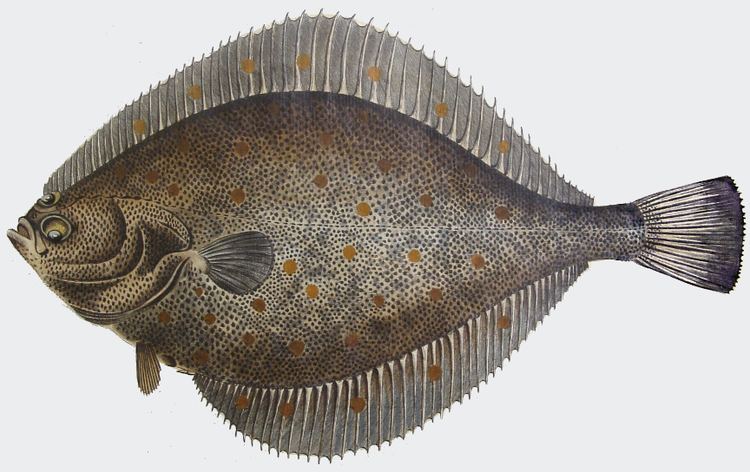 Камбала какая рыба. Морская камбала (pleuronectes platessa). Отряд камбалообразные. Рыбостроголовя камбала. Камбала лиманда.
