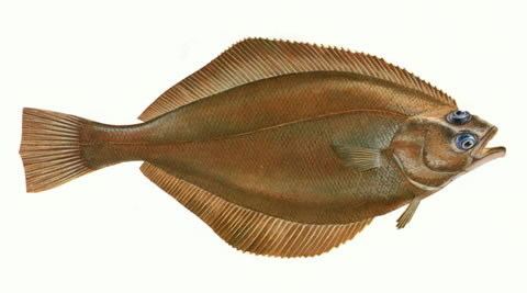 Pleuronectidae Fish Identification