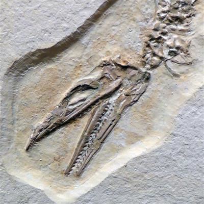 Pleurosaurus Framed Pleurosaurus Fossil