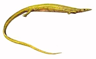 Pleurosaurus Pleurosaurus goldfussi