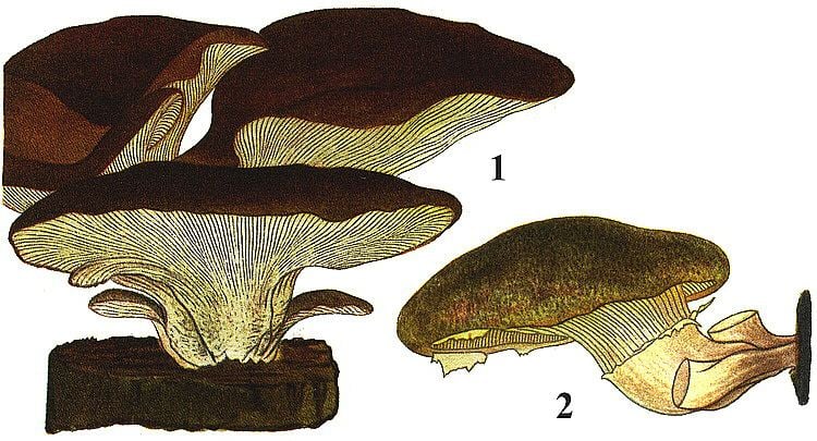 Pleurotaceae British Mushrooms and Toadstools Pleurotaceae