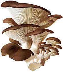 Pleurotaceae httpsuploadwikimediaorgwikipediacommonsthu
