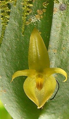 Pleurothallis phyllocardioides httpsuploadwikimediaorgwikipediacommonsthu