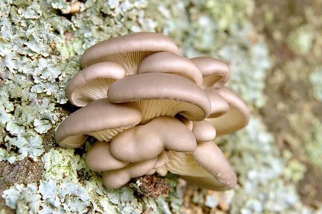 Pleurotoid fungi