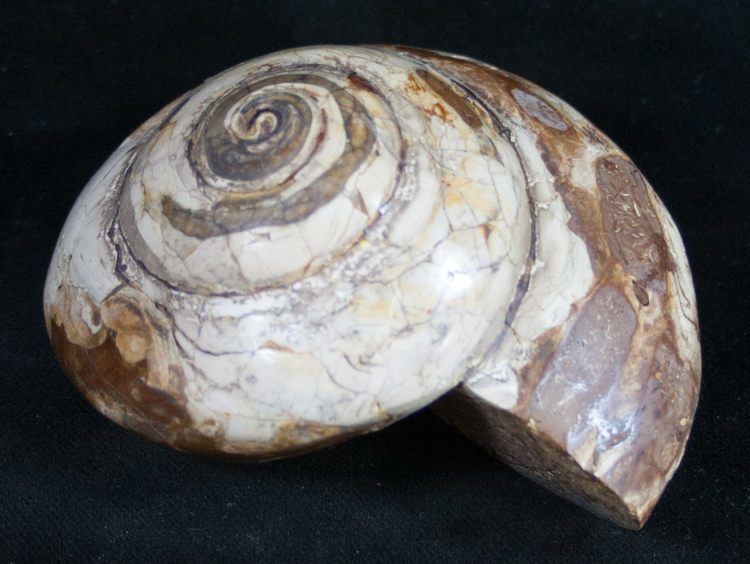 Pleurotomaria 33quot Giant Fossil Snail Pleurotomaria Madagascar For Sale 9539